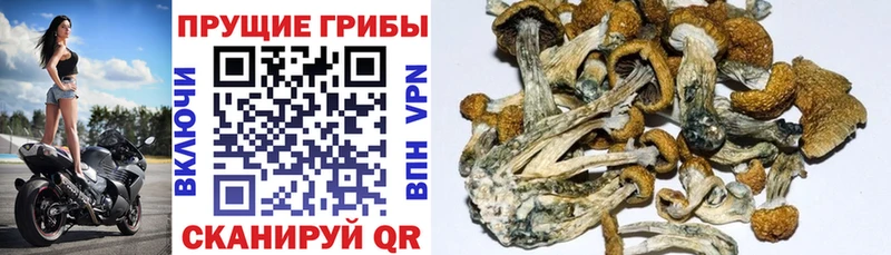 Псилоцибиновые грибы Cubensis  ссылка на мегу рабочий сайт  Осташков 